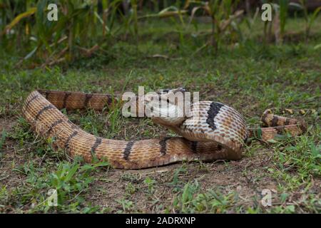 Boiga cynodon, der gemeinhin als der Hund bekannt - gezahnte cat Snake Stockfoto