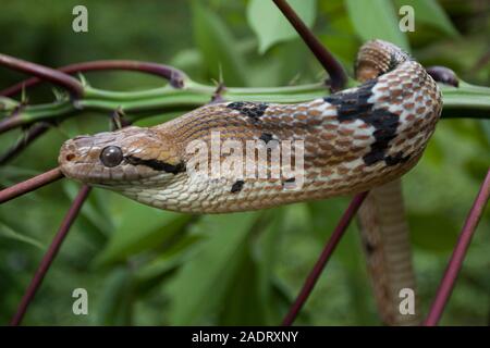 Boiga cynodon, der gemeinhin als der Hund bekannt - gezahnte cat Snake Stockfoto