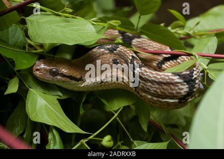 Boiga cynodon, der gemeinhin als der Hund bekannt - gezahnte cat Snake Stockfoto