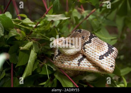 Boiga cynodon, der gemeinhin als der Hund bekannt - gezahnte cat Snake Stockfoto