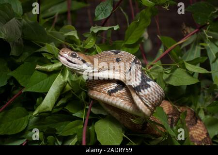 Boiga cynodon, der gemeinhin als der Hund bekannt - gezahnte cat Snake Stockfoto