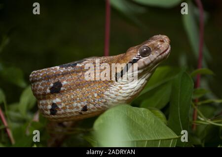 Boiga cynodon, der gemeinhin als der Hund bekannt - gezahnte cat Snake Stockfoto