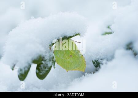 Schwefel in Es ist bemerkenswert Winterschlaf in einem Wald, Finnland. Stockfoto