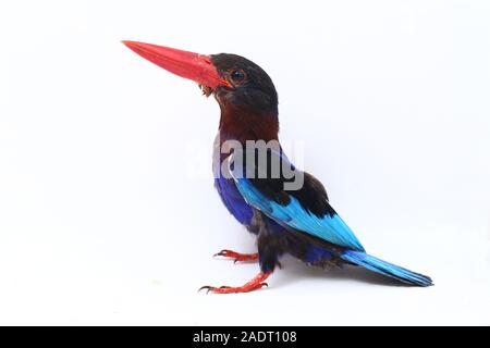 Javan Eisvogel, manchmal auch die blau-bellied kingfishe endemische Vogel aus Java und Bali. Auf weißem Hintergrund isoliert Stockfoto