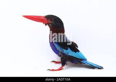 Javan Eisvogel, manchmal auch die blau-bellied kingfishe endemische Vogel aus Java und Bali. Auf weißem Hintergrund isoliert Stockfoto