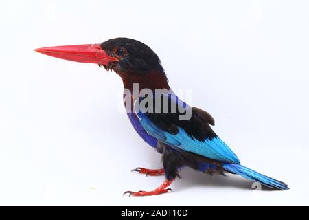 Javan Eisvogel, manchmal auch die blau-bellied kingfishe endemische Vogel aus Java und Bali. Auf weißem Hintergrund isoliert Stockfoto