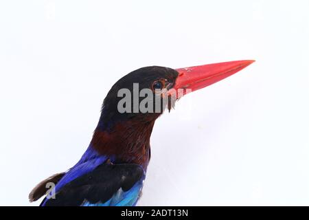 Javan Eisvogel, manchmal auch die blau-bellied kingfishe endemische Vogel aus Java und Bali. Auf weißem Hintergrund isoliert Stockfoto