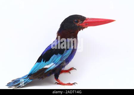 Javan Eisvogel, manchmal auch die blau-bellied kingfishe endemische Vogel aus Java und Bali. Auf weißem Hintergrund isoliert Stockfoto