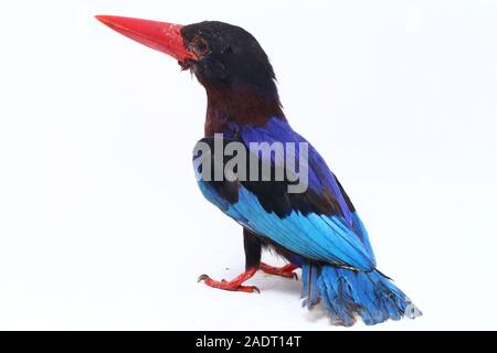 Javan Eisvogel, manchmal auch die blau-bellied kingfishe endemische Vogel aus Java und Bali. Auf weißem Hintergrund isoliert Stockfoto