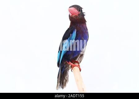 Javan Eisvogel, manchmal auch die blau-bellied kingfishe endemische Vogel aus Java und Bali. Auf weißem Hintergrund isoliert Stockfoto