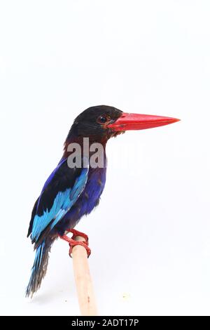 Javan Eisvogel, manchmal auch die blau-bellied kingfishe endemische Vogel aus Java und Bali. Auf weißem Hintergrund isoliert Stockfoto