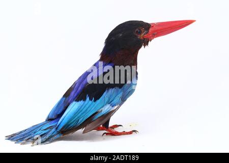 Javan Eisvogel, manchmal auch die blau-bellied kingfishe endemische Vogel aus Java und Bali. Auf weißem Hintergrund isoliert Stockfoto