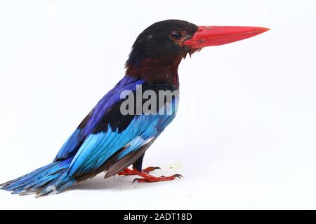 Javan Eisvogel, manchmal auch die blau-bellied kingfishe endemische Vogel aus Java und Bali. Auf weißem Hintergrund isoliert Stockfoto