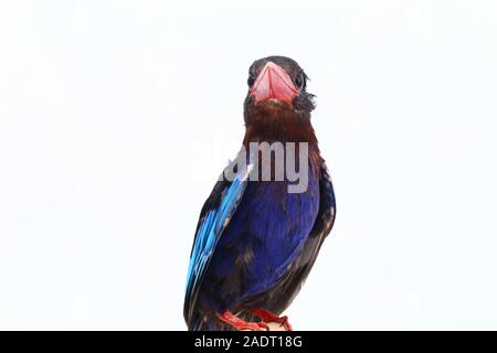 Javan Eisvogel, manchmal auch die blau-bellied kingfishe endemische Vogel aus Java und Bali. Auf weißem Hintergrund isoliert Stockfoto