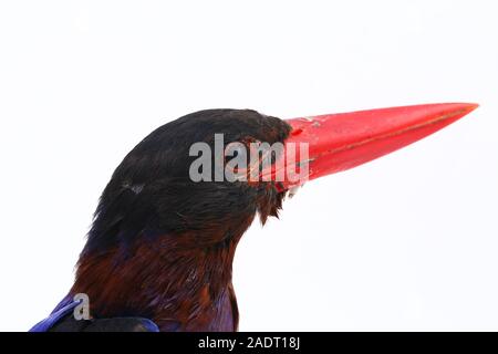 Javan Eisvogel, manchmal auch die blau-bellied kingfishe endemische Vogel aus Java und Bali. Auf weißem Hintergrund isoliert Stockfoto