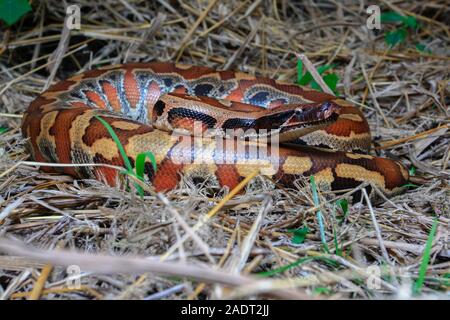 In der Nähe von Sumatra rotes Blut Python/Python curtus Brongersmai Stockfoto