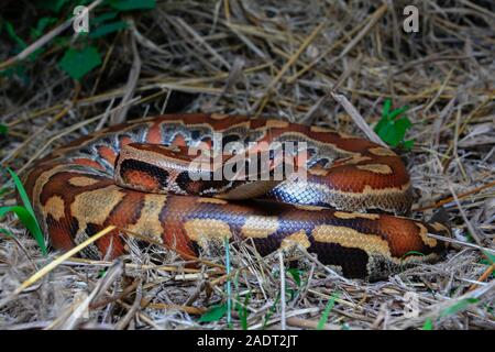 In der Nähe von Sumatra rotes Blut Python/Python curtus Brongersmai Stockfoto
