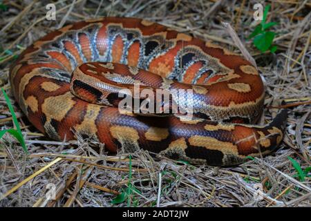In der Nähe von Sumatra rotes Blut Python/Python curtus Brongersmai Stockfoto