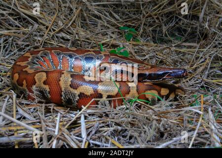 In der Nähe von Sumatra rotes Blut Python/Python curtus Brongersmai Stockfoto