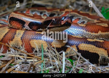 In der Nähe von Sumatra rotes Blut Python/Python curtus Brongersmai Stockfoto