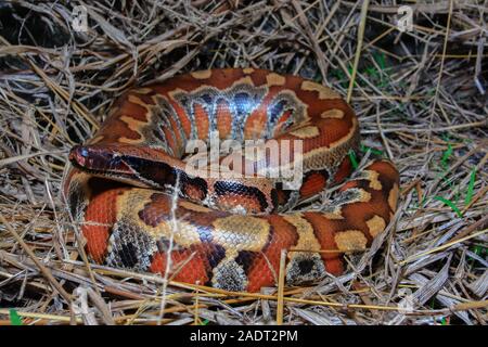 In der Nähe von Sumatra rotes Blut Python/Python curtus Brongersmai Stockfoto