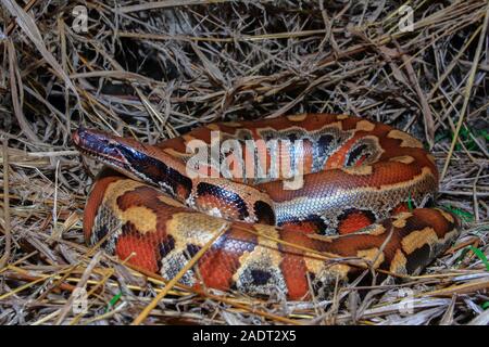 In der Nähe von Sumatra rotes Blut Python/Python curtus Brongersmai Stockfoto