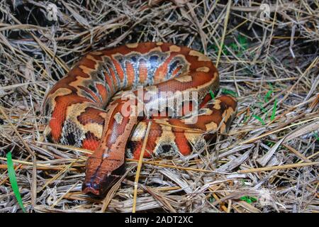 In der Nähe von Sumatra rotes Blut Python/Python curtus Brongersmai Stockfoto