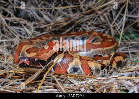 In der Nähe von Sumatra rotes Blut Python/Python curtus Brongersmai Stockfoto