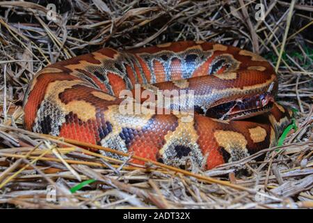 In der Nähe von Sumatra rotes Blut Python/Python curtus Brongersmai Stockfoto