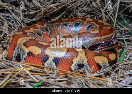 In der Nähe von Sumatra rotes Blut Python/Python curtus Brongersmai Stockfoto