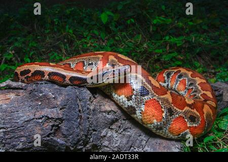 In der Nähe von Sumatra rotes Blut Python/Python curtus Brongersmai Stockfoto