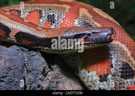 In der Nähe von Sumatra rotes Blut Python/Python curtus Brongersmai Stockfoto