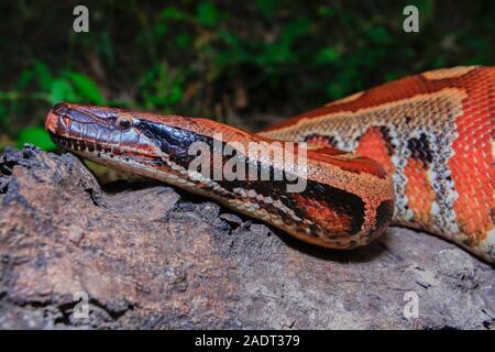 In der Nähe von Sumatra rotes Blut Python/Python curtus Brongersmai Stockfoto