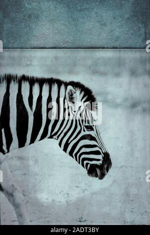 Zebra Stockfoto