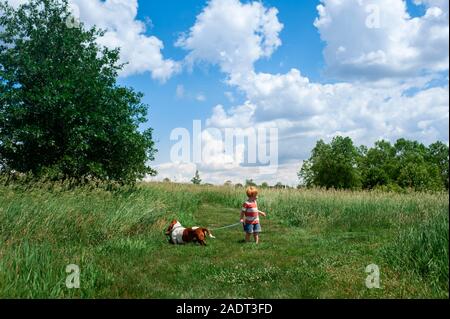 Toddler boy walking Basset Hound Dog im Feld im Freien Stockfoto