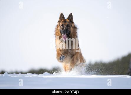 Deutscher Schäferhund in verschneiter Landschaft. Stockfoto