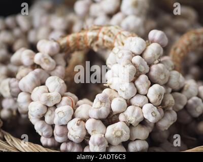 Knoblauch gebunden zusammen in ein Bündel, in einem geflochtenen Korb gelegt Stockfoto