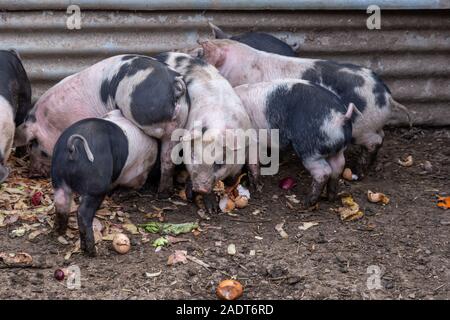 Saddleback Ferkel, sus scrofa domesticus, Fütterung auf Essensreste in einem Schweinestall mit einem UK Farm Stockfoto