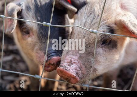 Saddleback Ferkel, sus scrofa domesticus, hinter der Absperrung eines Schweinestalls Stockfoto