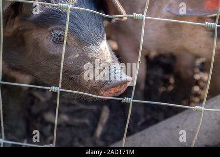 Saddleback Ferkel, sus scrofa domesticus, hinter der Absperrung eines Schweinestalls Stockfoto