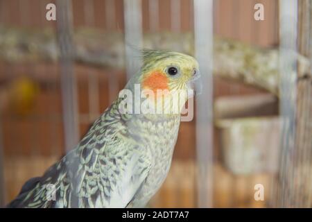 Sittiche. Grüne wellenförmige Papagei sitzt in einem Käfig. Rosy Lovebird Papagei im Käfig konfrontiert. Vögel untrennbar miteinander verbunden. Wellensittich im Käfig. Budgie Sittich in Stockfoto