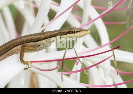 Asiatische gras Eidechse, sechs-gestreiften Long-tailed Lizard oder Long-tailed Gras Lizard (Takydromus sexlineatus) Stockfoto