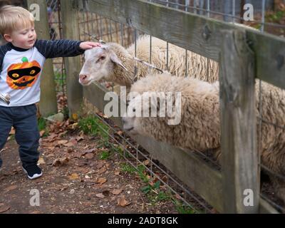 Glastonbury, CT USA. Okt 2019. Schafe, einen guten Streichelzoo von einem kleinen Jungen. Stockfoto