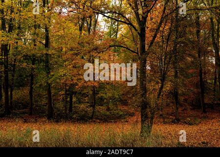 Herbst, Herbst in der Domäne, in der Provinz Palingbeek Ypern, Belgien Stockfoto