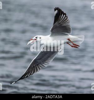 Braune Leitung Möwe mit Verriegelung Stockfoto