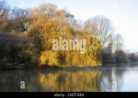 Olea europaea. Trauerweide am Rande eines Sees. Stockfoto