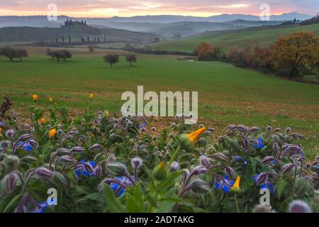 Berühmte Podere Belvedere im Morgenlicht, im Herzen der Toskana, in der Nähe von San Quirico in de Val d ' Orcia-Tal Stockfoto