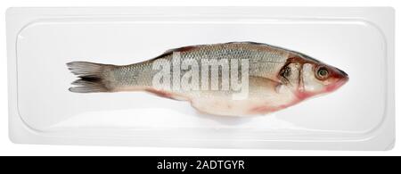 Frische Vakuum für die langfristige Speicherung ganzer Wolfsbarsch Fisch auf weißen gesehen Seite 1 von Gemeinkosten getrennt verpackt Stockfoto