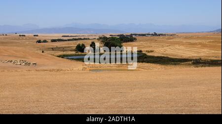 Bauernhof in der Weizen-produzierenden Swartland Region der. Western Cape Provinz von Südafrika Stockfoto