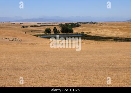 Bauernhof in der Weizen-produzierenden Swartland Region der. Western Cape Provinz von Südafrika Stockfoto